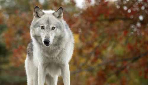 A close-up of a gray wolf standing alert, with autumn foliage in the background.