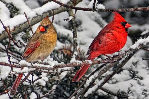 A male and female cardinal perched on snowy branches, surrounded by a winter landscape.