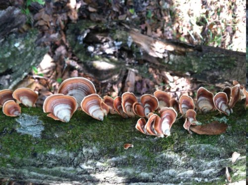 A cluster of brown and white mushrooms growing on a mossy log in a forest setting.