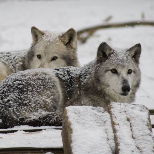 Two wolves covered in snow, resting on a wooden surface in a wintery landscape.