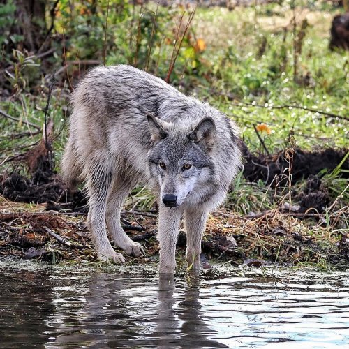 A gray wolf stands near the water's edge, surrounded by greenery and autumn foliage.