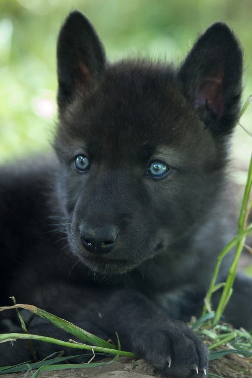 A close-up of a black wolf puppy with bright blue eyes, resting on the ground among green grass.