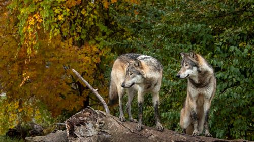 Two wolves stand on a log, surrounded by vibrant autumn foliage in a natural setting.