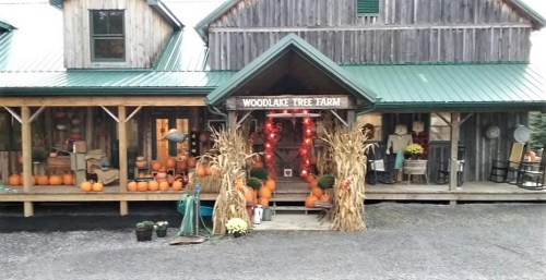 Entrance of Woodlake Tree Farm decorated with pumpkins and hay, featuring a rustic wooden building and festive lights.
