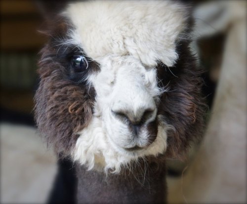 Close-up of a fluffy alpaca with a distinctive black and white face, looking curiously at the camera.