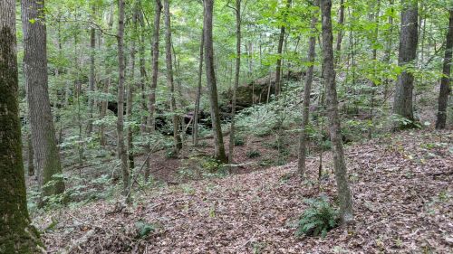 A serene forest scene with tall trees, lush greenery, and a carpet of fallen leaves on the forest floor.
