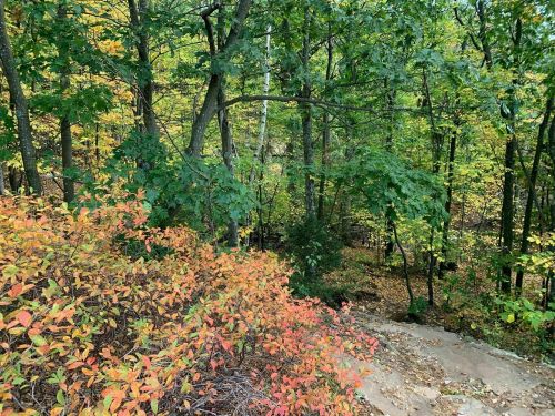 A forest scene with vibrant autumn foliage, featuring orange and green leaves along a rocky path.