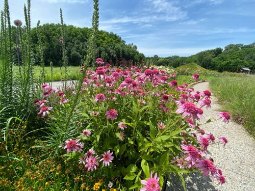 A vibrant garden scene featuring pink flowers in full bloom, with lush greenery and a blue sky in the background.