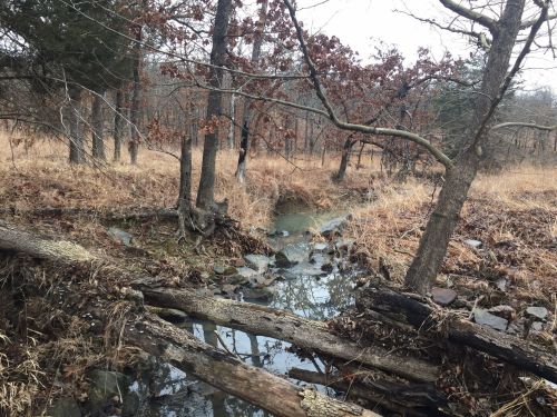 A serene forest scene with a small stream, fallen logs, and dry grass among trees in a muted winter landscape.