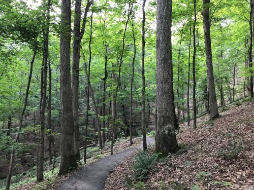 A serene forest path winding through tall trees and lush green foliage, with fallen leaves on the ground.
