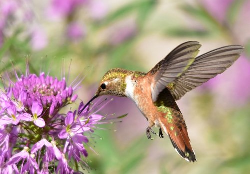 A hummingbird hovering near a vibrant purple flower, with its wings spread and beak extended to sip nectar.