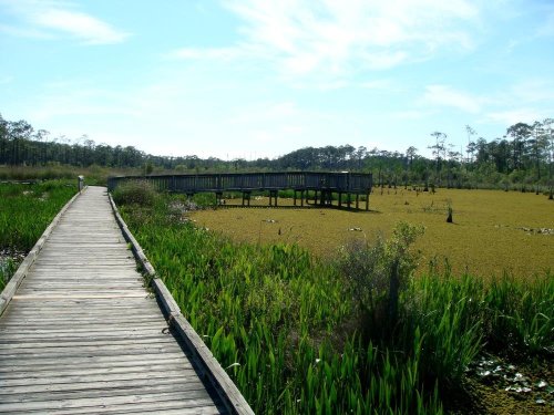 A wooden boardwalk leads through a lush wetland with green vegetation and a distant observation deck.