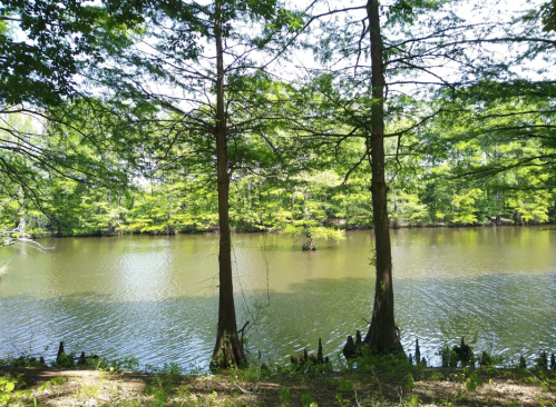 Two trees stand by a calm river, surrounded by lush green foliage under a clear blue sky.