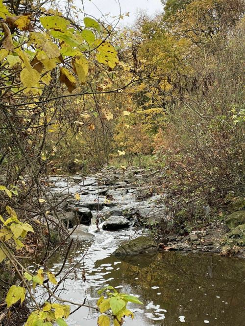 A serene stream flows through a rocky bed, surrounded by autumn foliage and trees with yellow leaves.