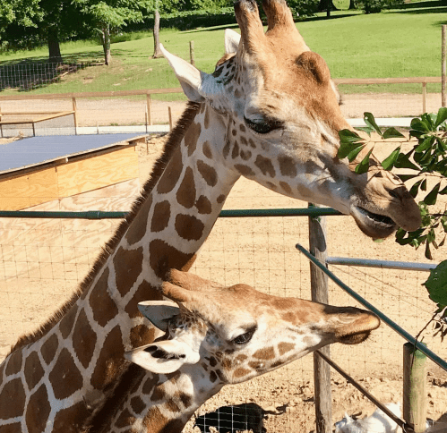 Two giraffes are eating leaves from a tree, with one giraffe's head prominently in the foreground.