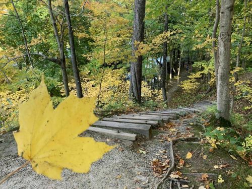 A wooden staircase winds down through a colorful autumn forest, with a yellow maple leaf in the foreground.
