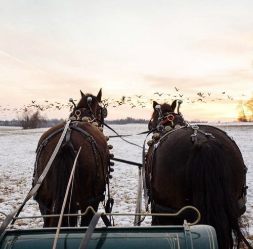 Two horses in harness face a snowy landscape at sunset, with a flock of birds flying in the background.