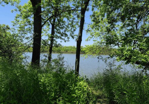 Lush greenery frames a serene lake, with trees lining the shore under a clear blue sky.