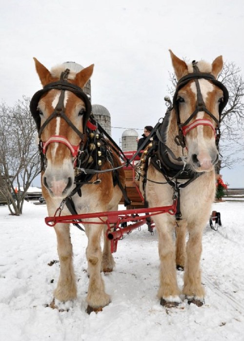Two draft horses in harness stand in the snow, pulling a sleigh with a person seated behind them.