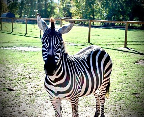 A zebra stands in a grassy field, showcasing its distinctive black and white stripes under bright sunlight.