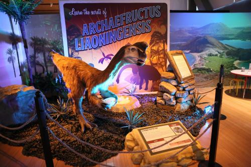 A dinosaur exhibit featuring a model of Archaeoraptor liaoningensis amidst rocks and plants, with informational signage.