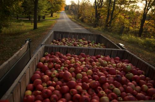 Two wooden carts filled with red and green apples on a tree-lined road during autumn.