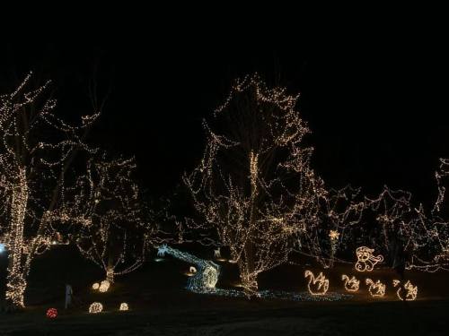 A nighttime scene with trees adorned in twinkling holiday lights, featuring whimsical light displays along a path.