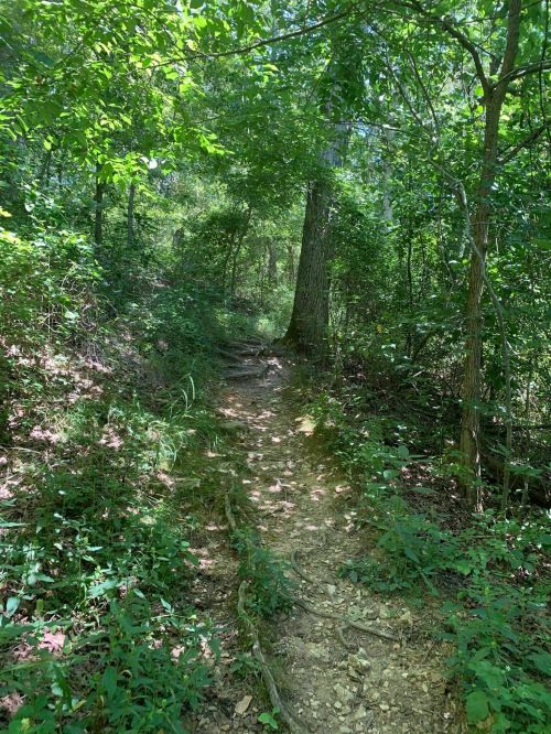 A narrow dirt path winds through a lush, green forest with trees and underbrush on either side.