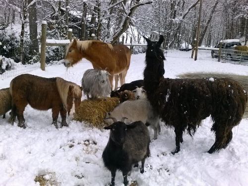 A snowy scene with a horse, llama, sheep, and small ponies gathered around a hay bale. Trees are covered in snow.