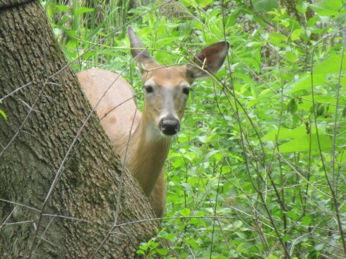 A deer peeks out from behind a tree, surrounded by lush green foliage.