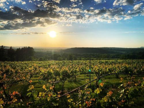 A scenic vineyard at sunset, with lush green vines and a golden sun illuminating the landscape.