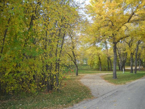 A scenic path winding through trees with vibrant yellow leaves in a peaceful park setting.
