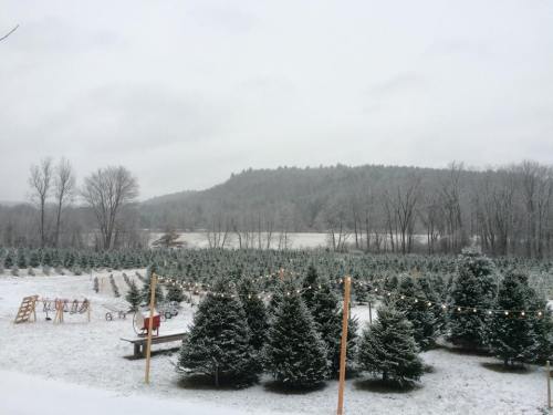 A snowy landscape featuring a Christmas tree farm with evergreen trees and a distant mountain under a gray sky.