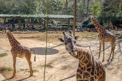 Three giraffes in a zoo exhibit, with one curiously looking at the camera and visitors in the background.