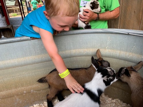 A young child reaches out to pet a goat in a petting area, while another person holds a goat nearby.