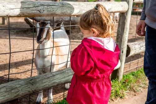 A young girl in a red jacket looks at a goat through a fence at a farm.