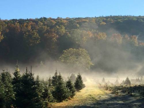 A misty landscape with evergreen trees and colorful autumn foliage in the background under a clear blue sky.