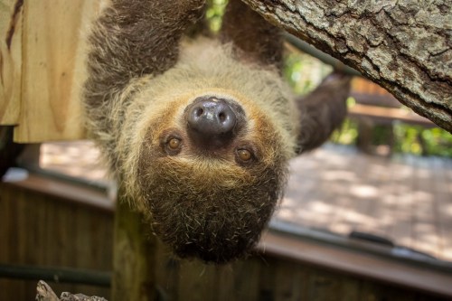 A sloth hanging upside down from a tree branch, with a soft, furry face and large, expressive eyes.