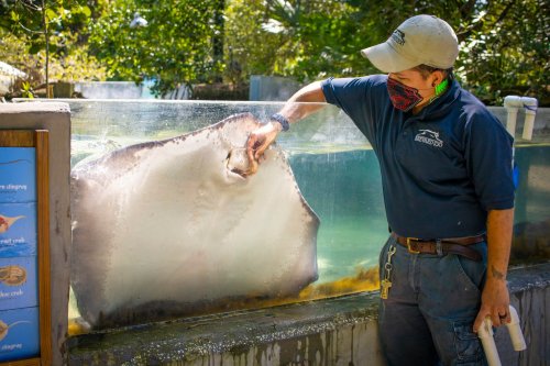 A zookeeper interacts with a large stingray in a tank, wearing a mask and standing beside an informational sign.