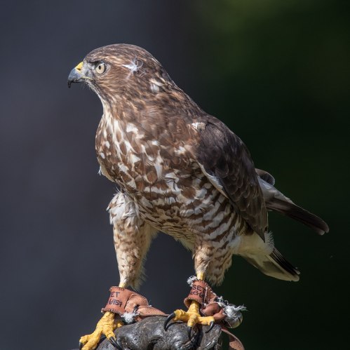 A hawk perched on a gloved hand, showcasing its brown and white feathers against a blurred green background.