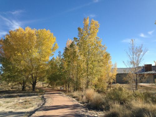 A scenic path lined with vibrant autumn trees leads to a building under a clear blue sky.