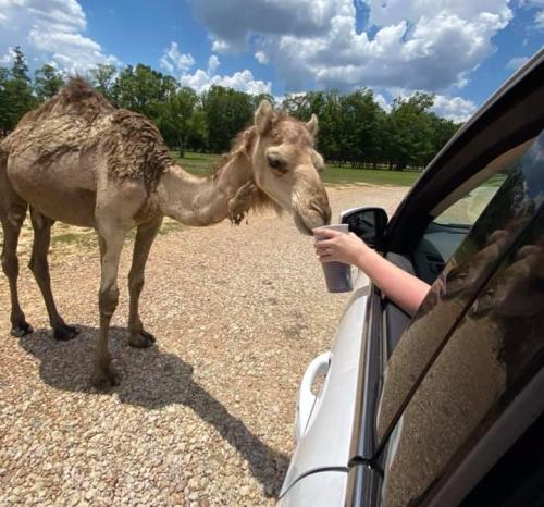 A camel approaches a car, where a person is feeding it from a cup. Lush greenery and blue skies in the background.