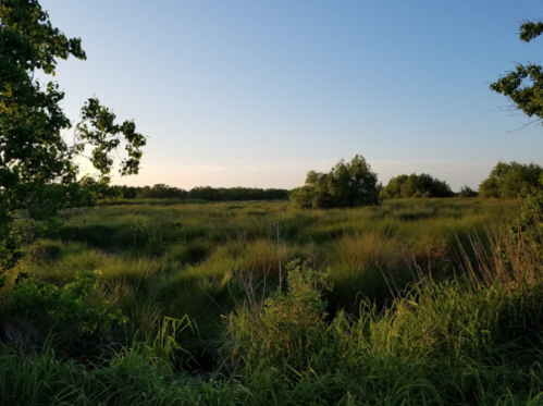A serene landscape featuring tall grasses and scattered trees under a clear blue sky at sunset.