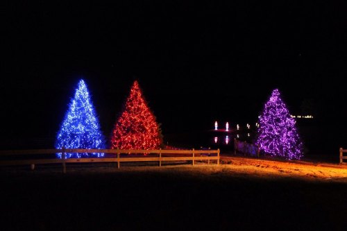 Three brightly lit Christmas trees in blue, red, and purple glow against a dark night sky, with a serene backdrop.