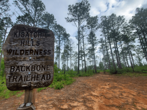 Sign for Kisatchie Hills Wilderness Backbone Trailhead, surrounded by tall pine trees and a dirt path.