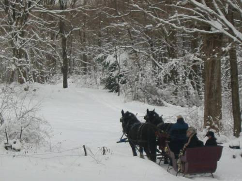 A horse-drawn sleigh in a snowy forest, with two people seated in the sleigh, surrounded by trees.