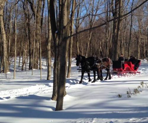 A horse-drawn sleigh travels through a snowy forest, with two people seated in the red sleigh.