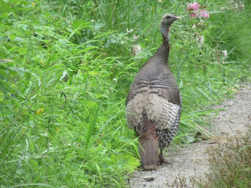 A wild turkey walking along a grassy path, surrounded by lush greenery and wildflowers.
