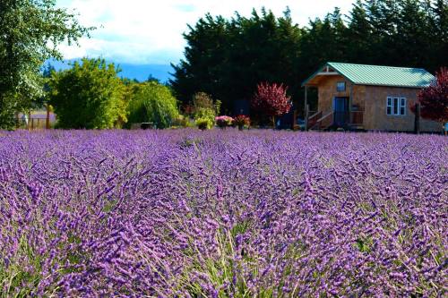 A vibrant lavender field in bloom, with a quaint house and trees in the background under a clear blue sky.