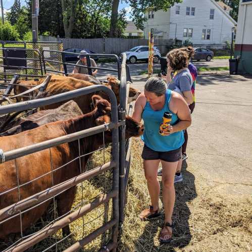 A woman in a tank top interacts with cows at a farm, while others observe nearby. Sunlight and greenery are visible.